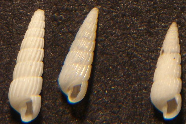 Turbonilla lactea